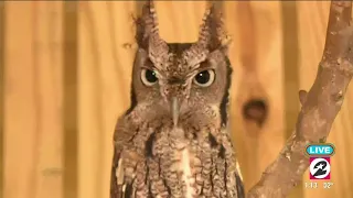 Houston SPCA releases screech owls