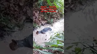 NGERI.... !?!!   KETEMU SARANG NYA BUAYA SAAT SEDANG  MENCARI SPOT MANCING // AUTO BALIK KANAN...