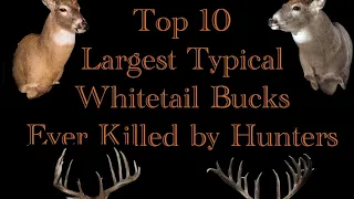 Top 10 Largest Typical Whitetail Bucks Ever Killed by Hunters