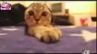 Смешные забавные коты кошки ролики с кошками Funny Cat Cats Animal 2014 часть 8