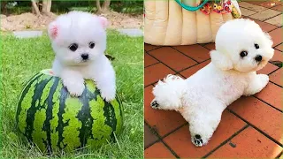 Funny and Cute Dog Pomeranian 😍🐶| Funny Puppy Videos #37