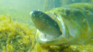 Bass Attacking Big Swimbaits!! Epic Underwater Footage!!