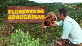 Floresta de Araucárias | Biomas do Brasil | Ep. 13
