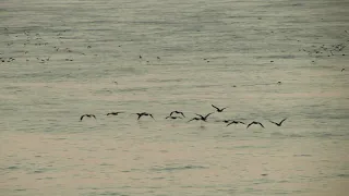 Smoky sunset with birds