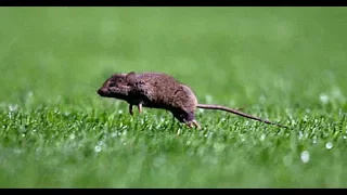 Animals on the Football Pitch ● Funny Moments ● HD 1080