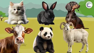 Love Life: Cat, Rabbit, Dog, Goat, Panda, Cow - Animal Sound