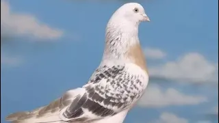 Жесткий бой 🕊 Удар кабутарлар