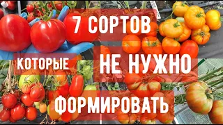 ТОМАТЫ БЕЗ ХЛОПОТ! ИХ НЕ НУЖНО ФОРМИРОВАТЬ ТОП - 7 ПОМИДОРОВ для 2024