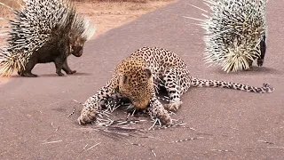 This Leopard Will Be Killed By a Porcupine