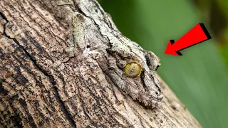 Masters of Disguise: Amazon Rainforest Creatures with Incredible Camouflage Abilities