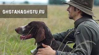 Охота с легавой. Очень красивый фильм. German Shorthaired Pointer in Russia. Охота на Охоту.