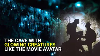 Found a cave with glowing creatures like in the movie Avatar