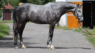 *PROSPECT JUMPER*HICKOCK, 2019, gelding by Hickstead White @ANSporthorses