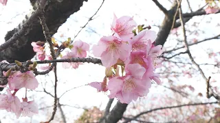 [Eng CC] Nishihirabatake Park, Matsuda