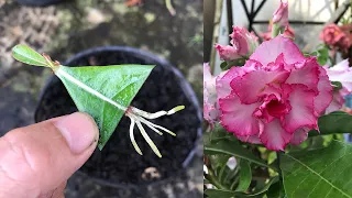 Miraculously, the desert rose leaves planted upside down took root and sprouted