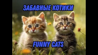 Лучшие приколы и забавные видео с котиками / Корпорация смеха #72