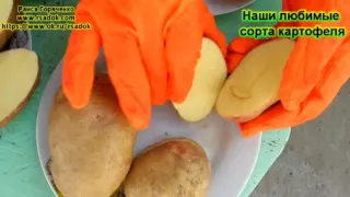 Наши любимые сорта картофеля