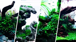 2 HOUR Freshwater Aquarium Footage with Ambient Music | Ultimate Relaxation