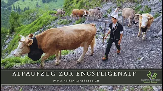 Alpaufzug Engstligenalp 2023 - reisen-lifestyle.ch