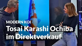 Konishi Koi News - Tosai Tategoi Karashi Ochiba im Direktverkauf