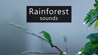 Jungle sounds - morning in the Borneo rainforest