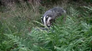 Wild Scottish Badgers - play with me.