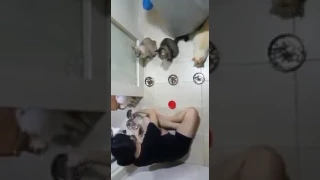 молитва еда СМЕШНЫЕ КОТЫ И КОШКИ 2017 ПРИКОЛЫ С КОТАМИ И КОШКАМИ -