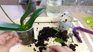 revitalizing sluggish orchids with acids / transplanting discounted orchids / DETAILED VIDEO