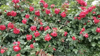 Плетистая роза Флорентина - лучшая красная роза .  Питомник роз Полины Козловой rozarium.biz
