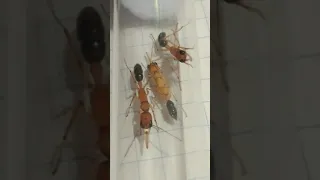 Harpegnathos saltator колония с нуля