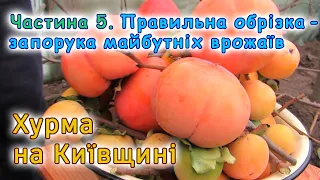 Обрізка хурми на плодоношення та зміцнення скелету дерева