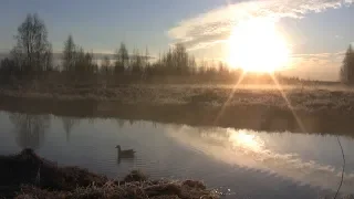 Весенняя охота на селезня с подсадной уткой. День 6-й, весна 2019г.