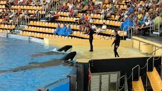 Killer whale show in Loro Park Part 1. Касатки в Лоро парке часть 1