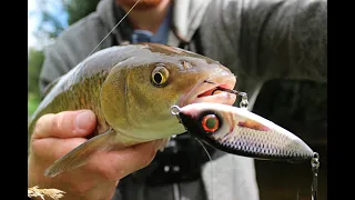 Chub and Perch LOVE These New Lures!