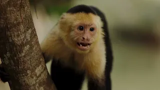 Monkey Business: A few minutes relaxation for all monkey lovers out there