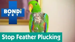 How To Stop My Bird From Feather Plucking? | Ask Bondi Vet