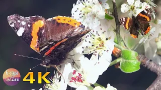4K Relaxing Spring sounds - Butterflies, almond trees in full bloom and birds singing