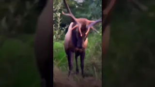 Deer 🦌 buck getting angry 😡#wildlife #wild animal #trendingshorts #viralvideos.