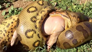 15 Brutal Snake Hunting Moments