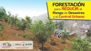 Proceso de forestación en ladera de cerros en Independencia