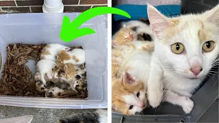 Momma Cat Leads A Rescue Team To Her Kittens Asking For Help