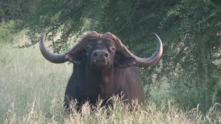 Getting "THE LOOK" from a Buffalo Bull |🇿🇦  Schoongezicht