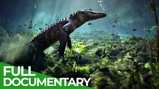 The Wild Soul of the Everglades National Park | Free Documentary Nature