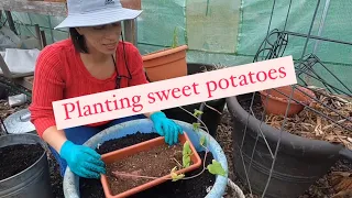 Growing sweet potatoes. Let’s start this! #sweetpotato #garden #Gardenin