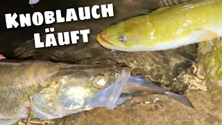 Angeln auf Aal und Zander mit Knoblauch