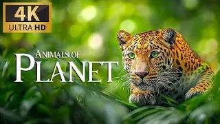 ANIMALS OF PLANET 4K Ultra HD Wildlife Official