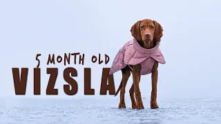 VIZSLA PUPPY - 5 month update