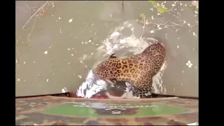 Rescuers haul leopards from bottom of deep Indian well