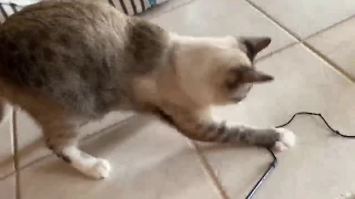 Kitty cat playing with fishing pole toy