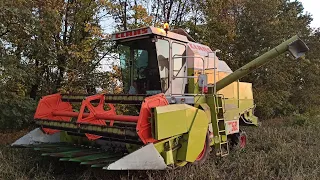 Убираем подсолнух. claas dominator 58s